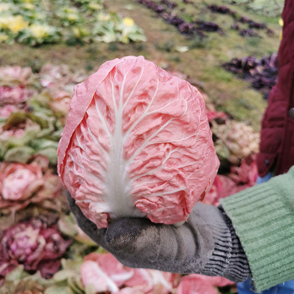 radicchio la rosa del veneto seeds Verosa Untreated Radicchio Seeds