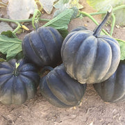 Bellorado F1 Untreated Squash