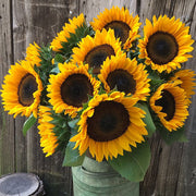ProCut® Horizon F1 Untreated Sunflower