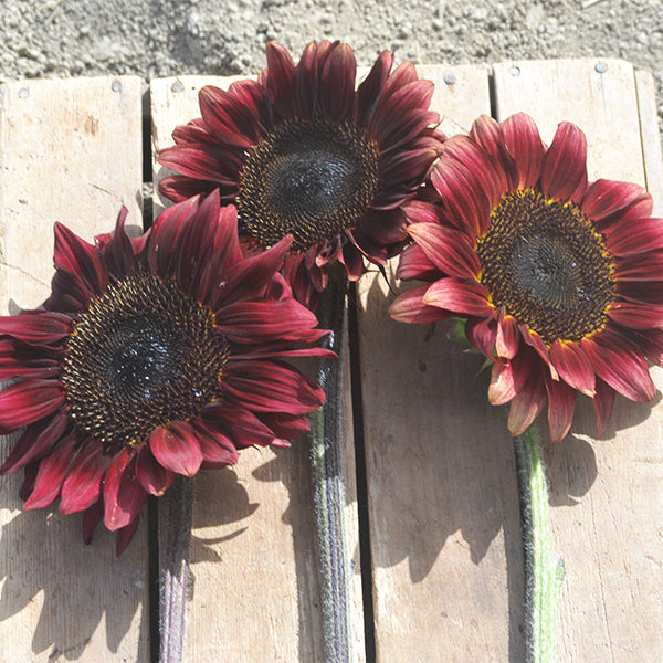pro cut flower seeds Sunflower Seeds - ProCut F1 | Sun Flower Garden Seeds