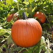 Eros F1 Untreated Pumpkin