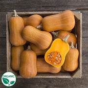 Honeynut Organic Squash