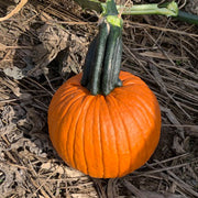 Bisbee Gold F1 Untreated Pumpkin