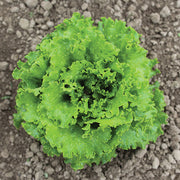 Starfighter Untreated, NOP-Compliant Pellet, Lettuce