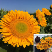 ProCut® Gold Lite DMR F1 Untreated Sunflower