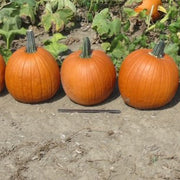 Death Star F1 Treated w/ Farmore Pumpkin