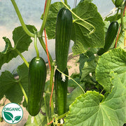 Manny F1 Organic Cucumber