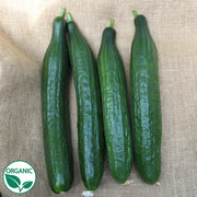 Poniente F1 Organic Cucumber