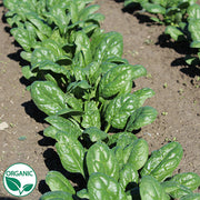 Tundra F1 Organic Spinach