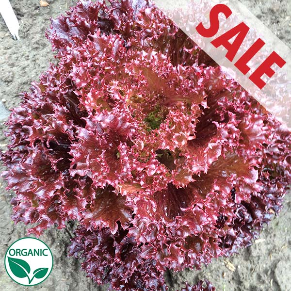 Azirka Organic, Pellet, Lettuce Seeds Farm Seed