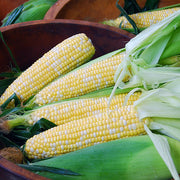 Epiphany F1 Treated Corn Seeds