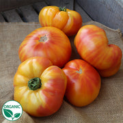GinFiz F1 Organic Tomato