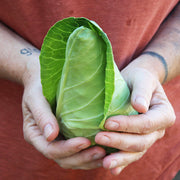 Piccolima Untreated Cabbage