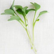 Broccoli Waltham 29 Untreated Microgreen