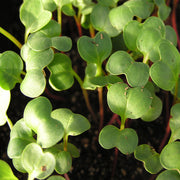 Radish China Rose Untreated Microgreen