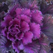 Osaka iQ Red F1 Untreated Flowering Kale