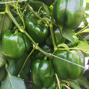 Placepack F1 Untreated Pepper