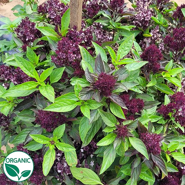 Basil Cardinal Organic Flowering Herb Seeds | Osborne Farm Seed