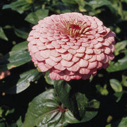 Benary's Giant Bright Pink Untreated Zinnia