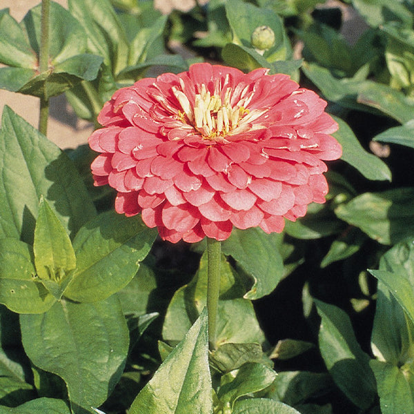 Benary's Giant Carmine Untreated Zinnia Seeds Osborne Farm Seed