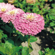 Benary's Giant Lilac Untreated Zinnia