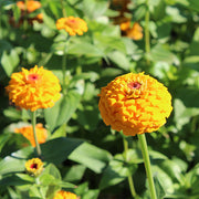 Oklahoma Golden Yellow Untreated Zinnia