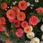 Oklahoma Salmon Untreated Zinnia