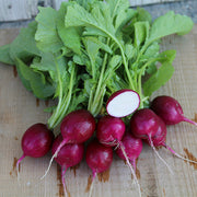 Purpella Untreated Radish