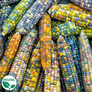 Glass Gem Organic Ornamental Corn