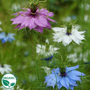 Love in a Mist Mix Organic Nigella