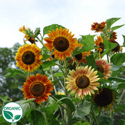 Evening Sun Organic Sunflower