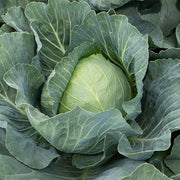 Botran F1 Untreated Cabbage