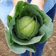 Katarina F1 Untreated Cabbage