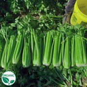 Merengo F1 Organic, NOP-Compliant Pellet, Celery