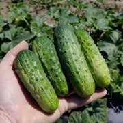 Avenger F1 Untreated Cucumber