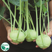 Konan F1 Organic Kohlrabi