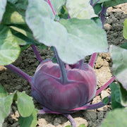 Konstance F1 Untreated Kohlrabi