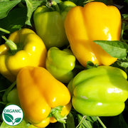 Flavorburst F1 Organic Pepper