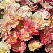 Thai Silk Appleblossom Chiffon Untreated Poppy