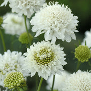 Snowmaiden Untreated Scabiosa