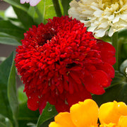 Cresto! Red Untreated Zinnia