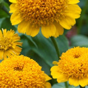 Cresto! Yellow Untreated Zinnia