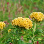 Chief Gold Untreated Celosia