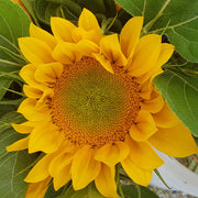 Vincents® Fresh F1 Untreated Sunflower