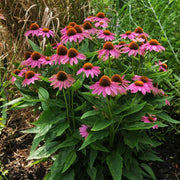 PowWow® Wild Berry Untreated Echinacea