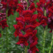 Potomac™ Red Imp F1 Untreated Snapdragon