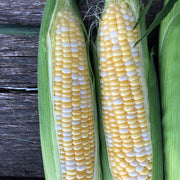 Evolution F1 Untreated Corn