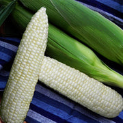 Illusion F1 Treated Corn