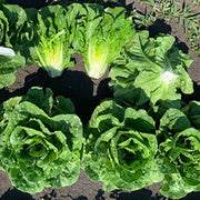 Rictus Untreated, NOP-Compliant Pellet, Lettuce