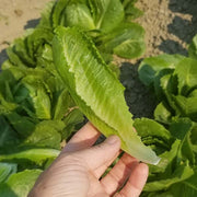 Chicarita Untreated, NOP-Compliant Pellet, Lettuce